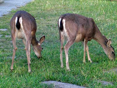 Deer are the local residents on sewing vacation with Jane Foster